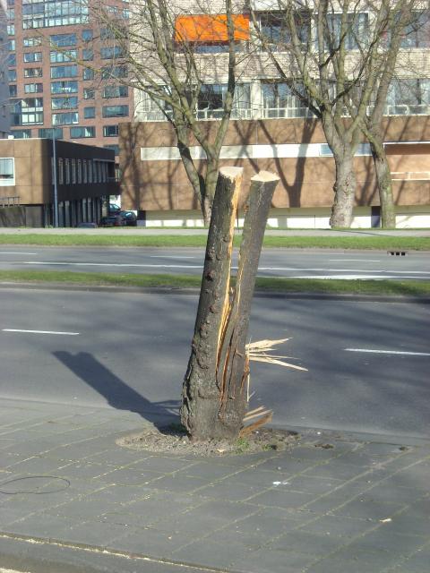 Vihar után