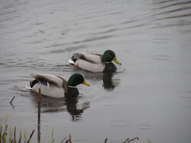 P1010036.JPG