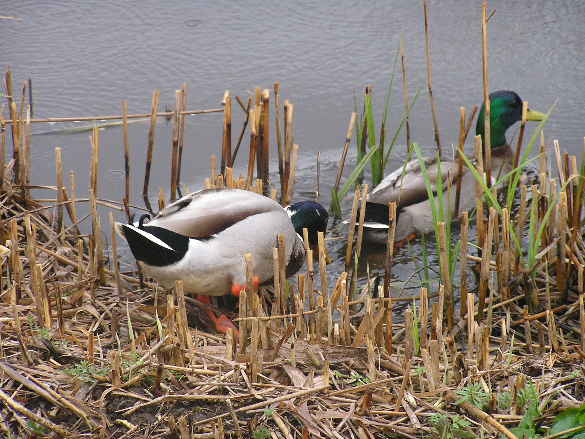 P1010050.JPG