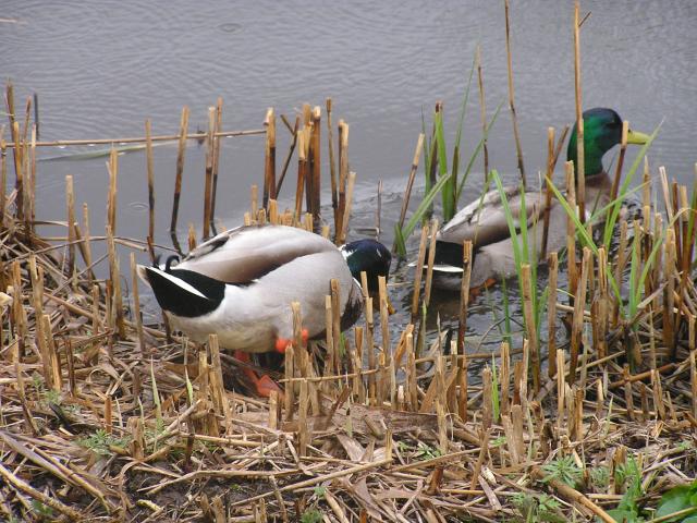 P1010050.JPG