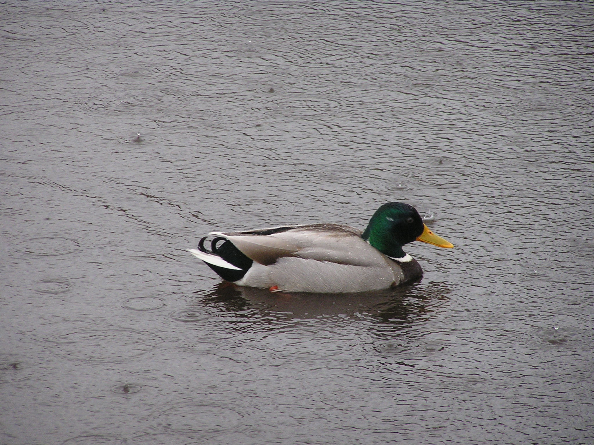 P1010069.JPG