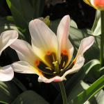 2008. 04. 12. - Keukenhof (ajánlva:Cikának aki nem találta őket)