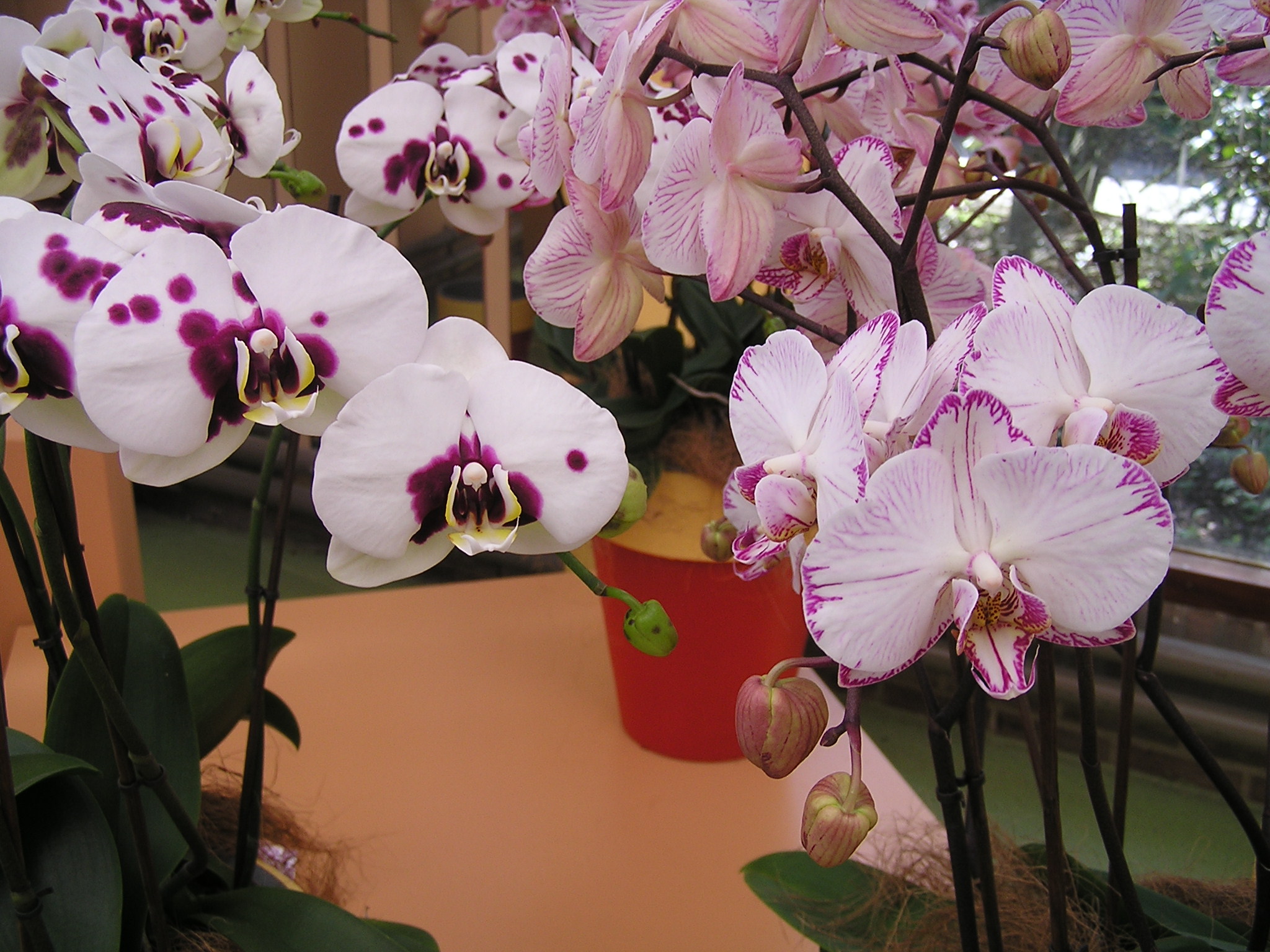 P1010231.JPG