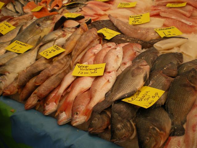 Blaak - Fish5.JPG