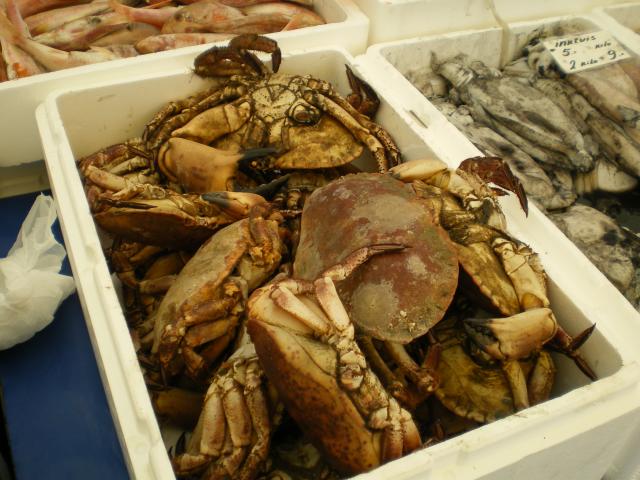Blaak - Fish - Crab.JPG