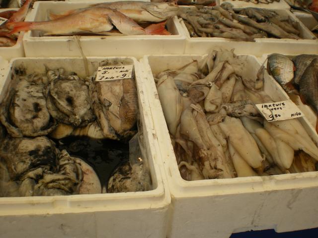 Blaak - Fish - Squid1.JPG