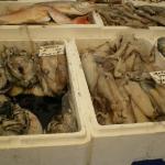 Blaak - Fish - Squid1.JPG