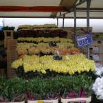 Blaak - Flowers1.JPG
