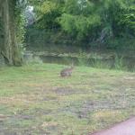 2008. 07. 18. - Capelle aan den IJssel - veszélyes munkábamenés