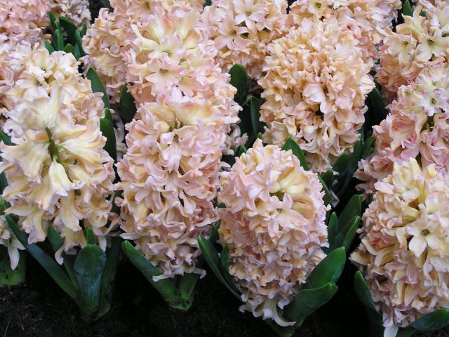 P1010204.JPG