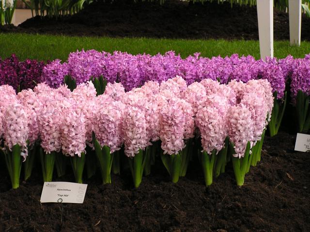 P1010206.JPG