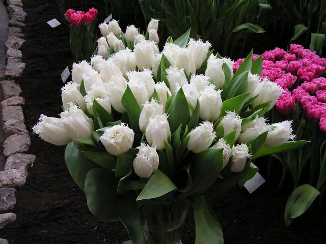 P1010012.JPG