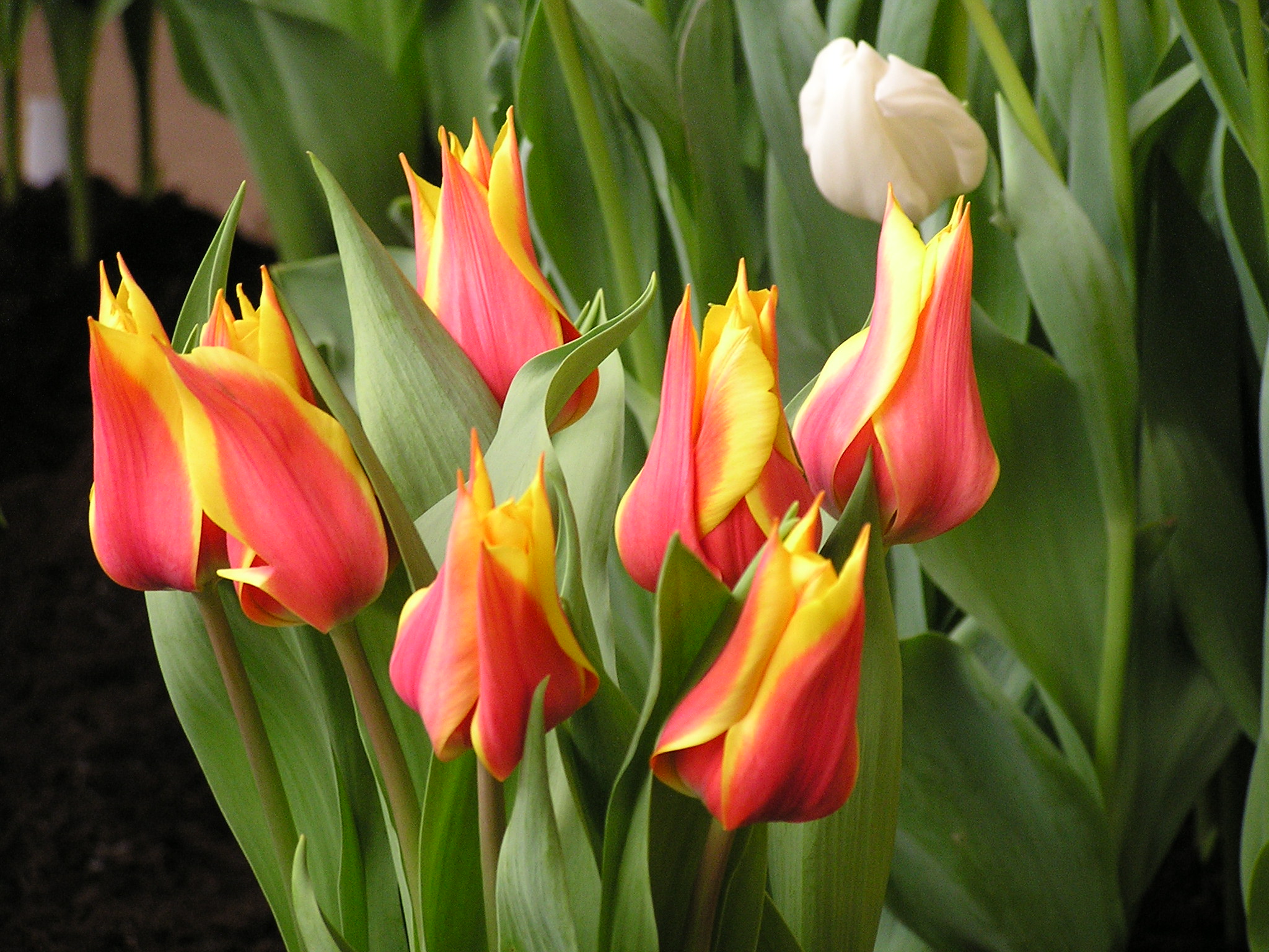 P1010185.JPG