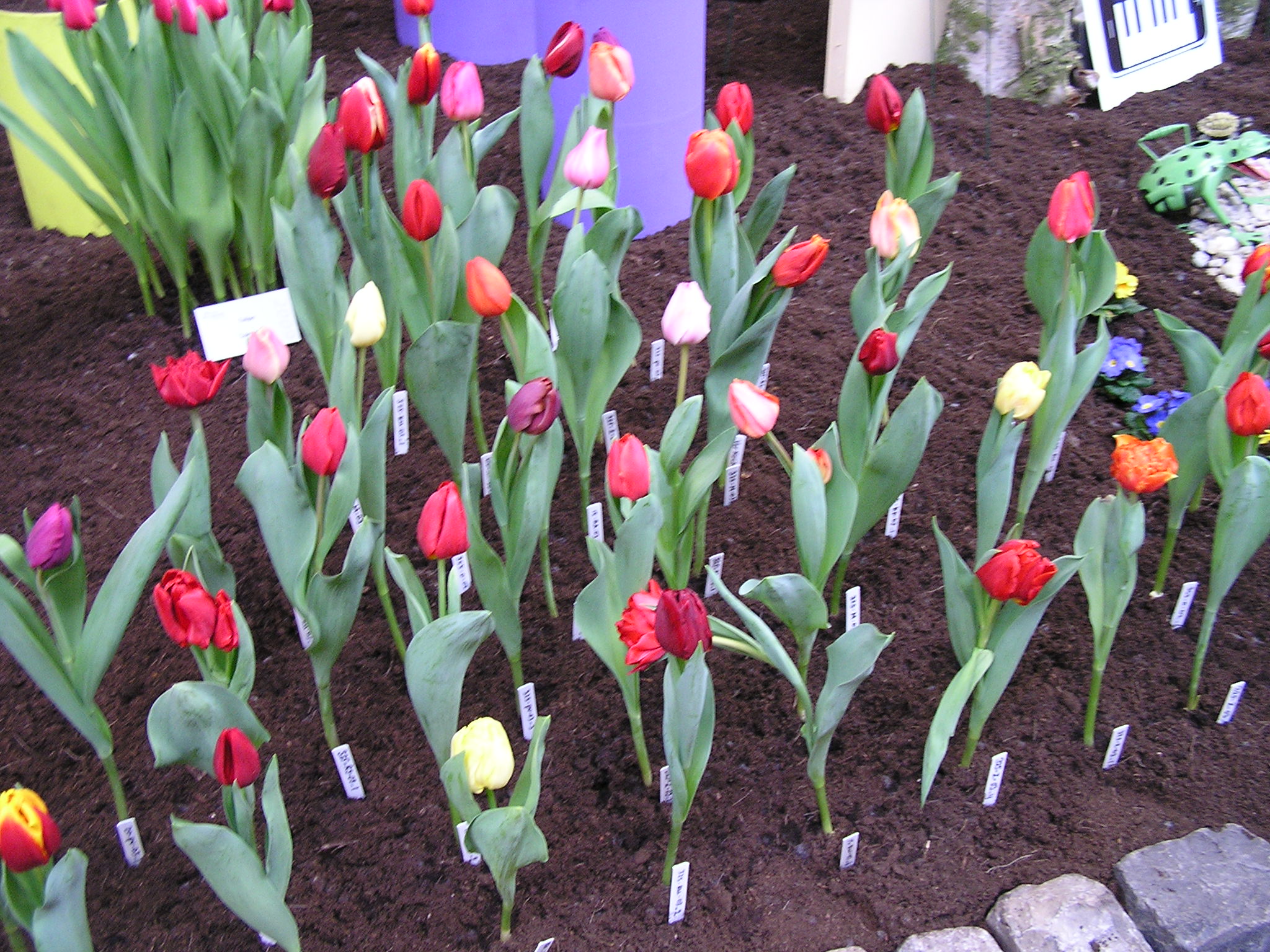 P1010075.JPG