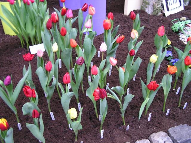 P1010075.JPG