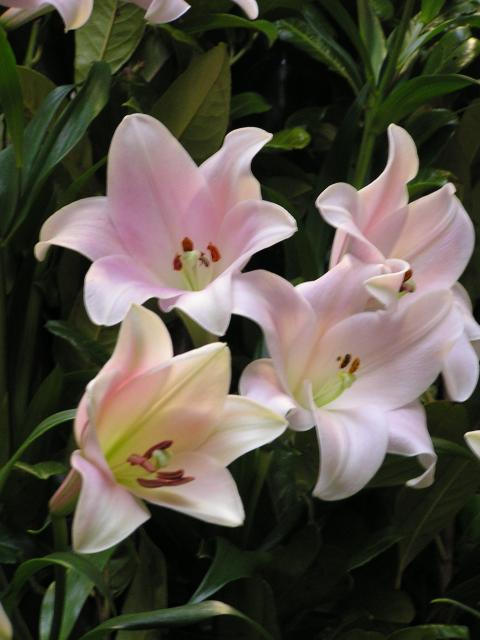 P1010046.JPG