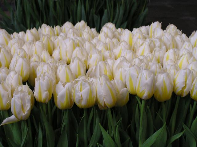 P1010051.JPG