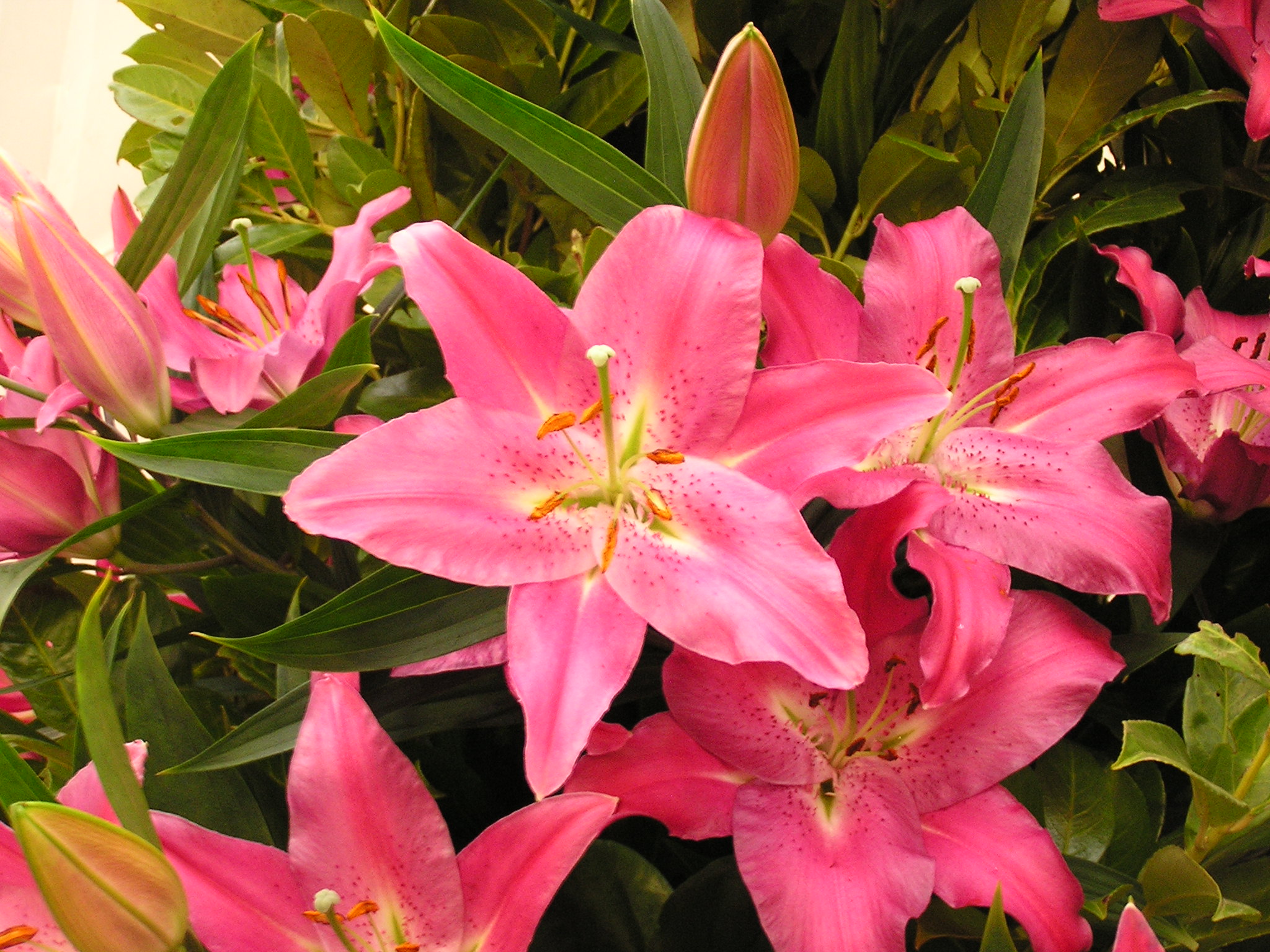 P1010066.JPG