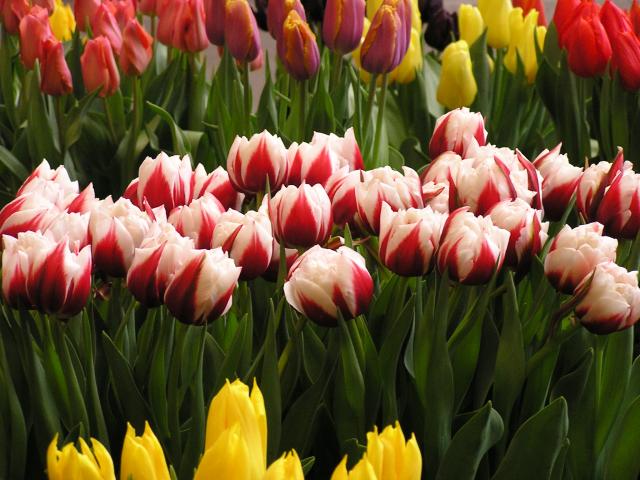 P1010031.JPG