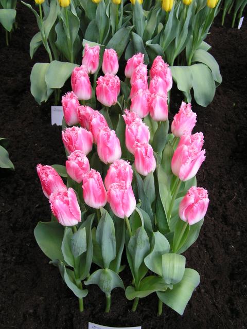P1010033.JPG