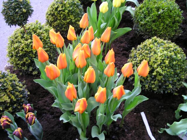 P1010020.JPG