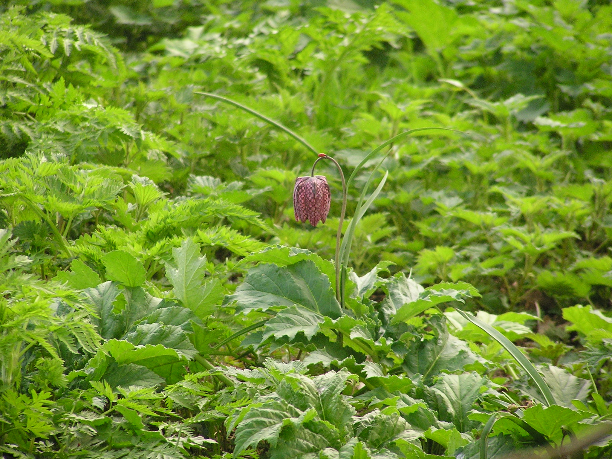 P1010118.JPG