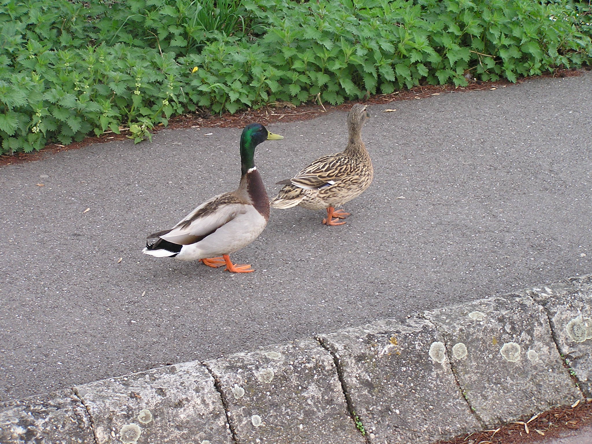 P1010194.JPG