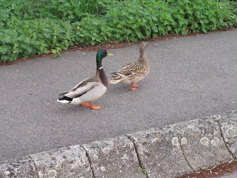 P1010194.JPG