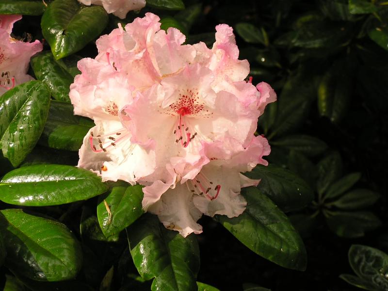 P1010075.JPG