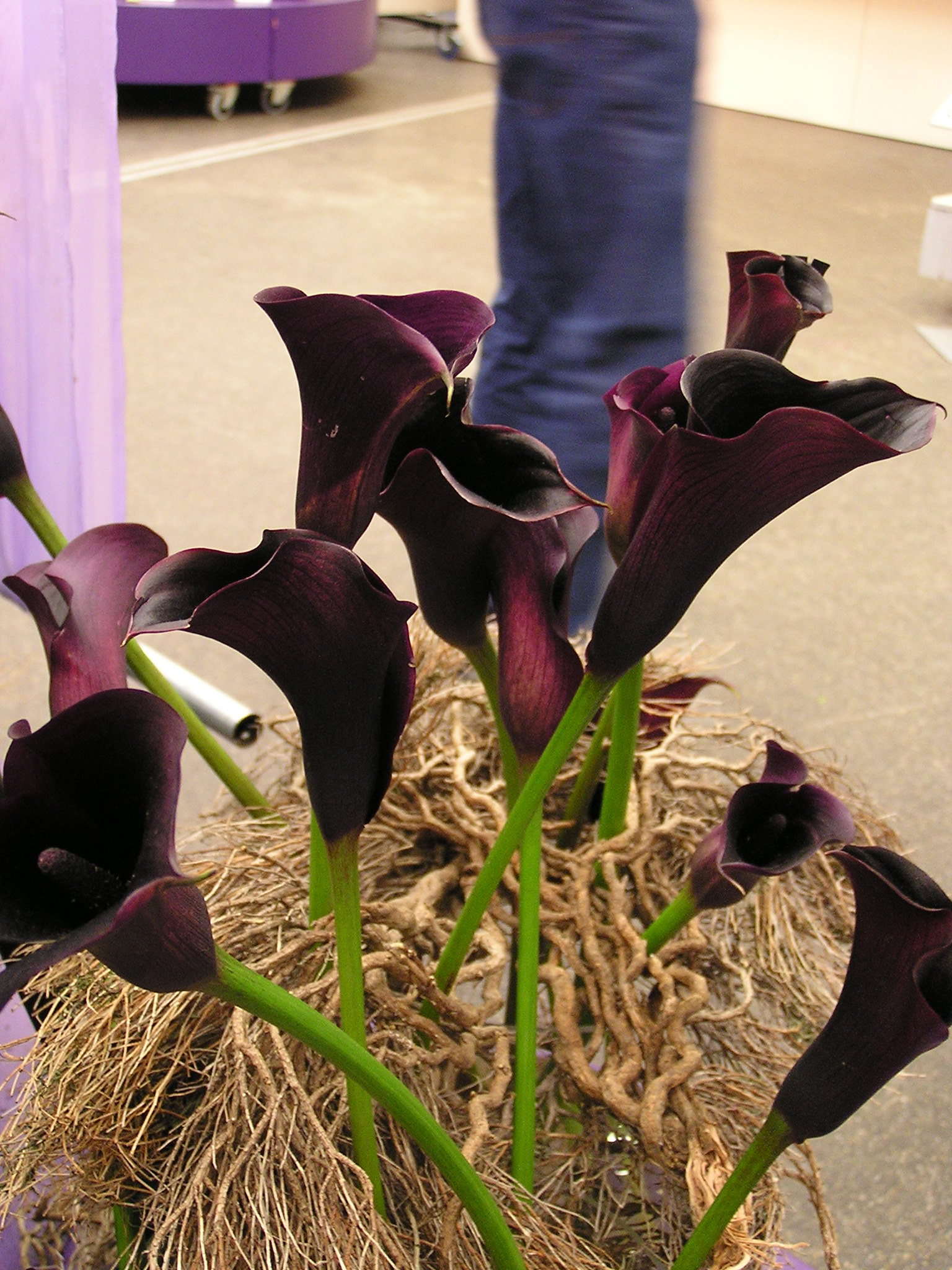 P1010182.JPG