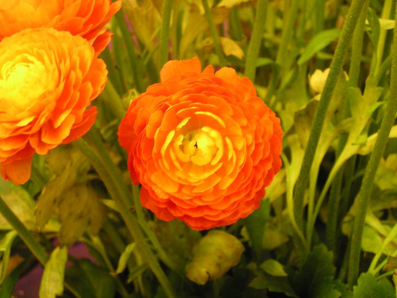 P1010188.JPG