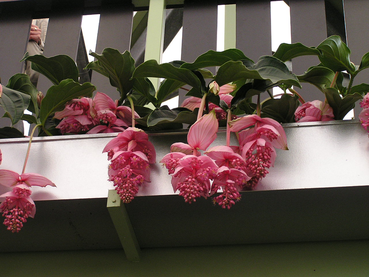 P1010334.JPG
