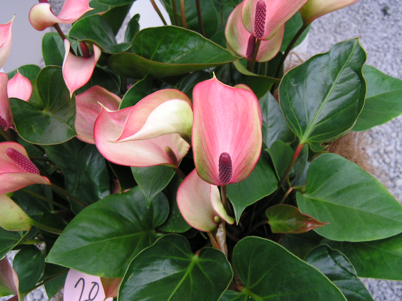 P1010341.JPG