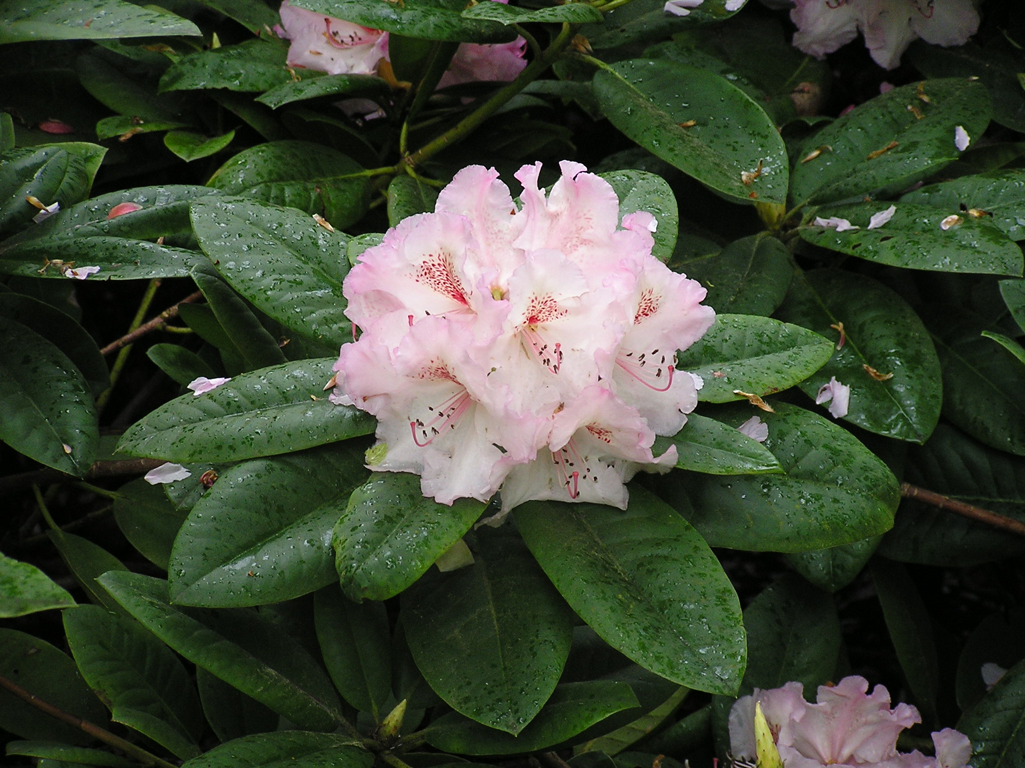 P1010441.JPG