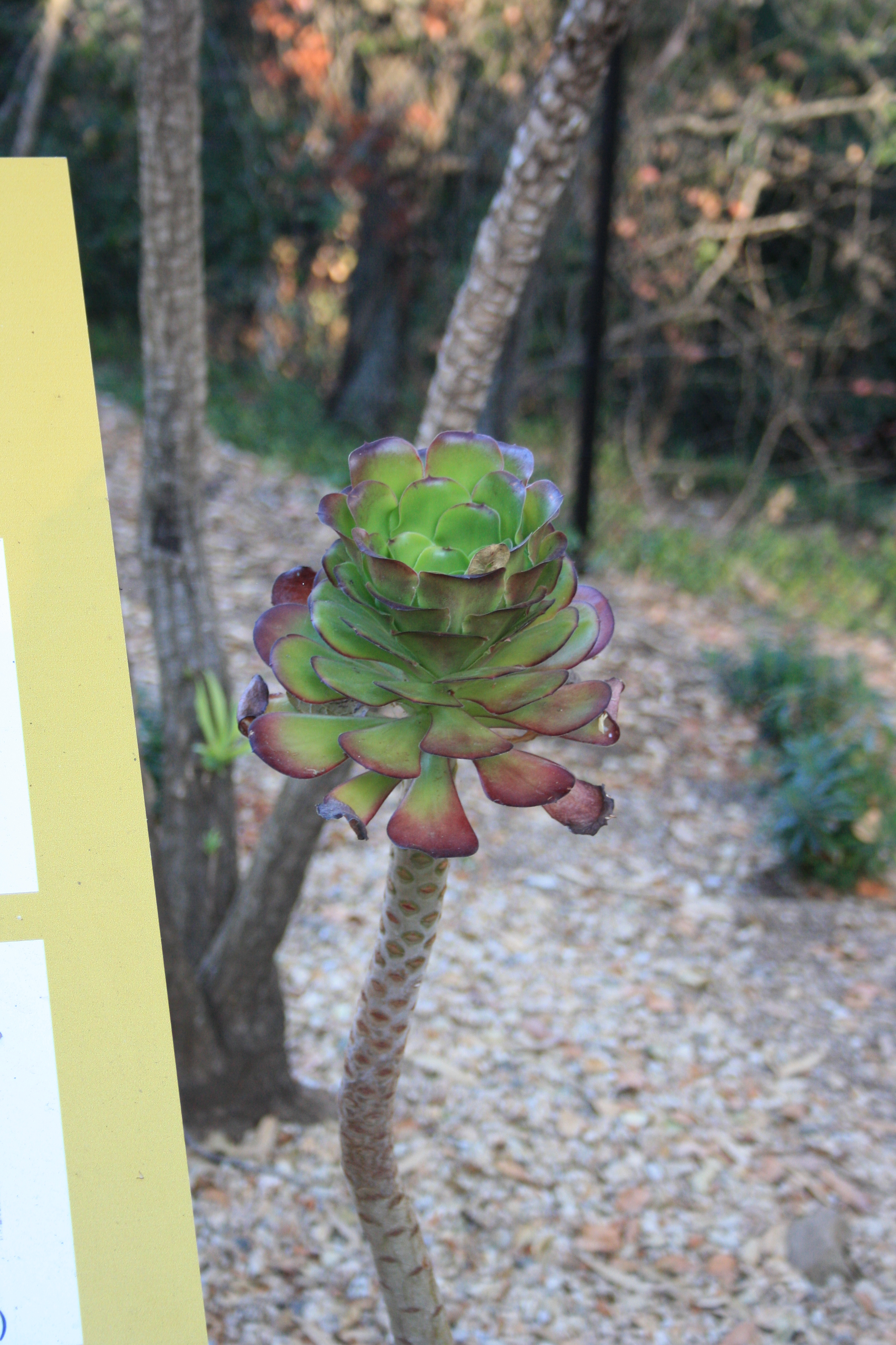 IMG_1108.JPG