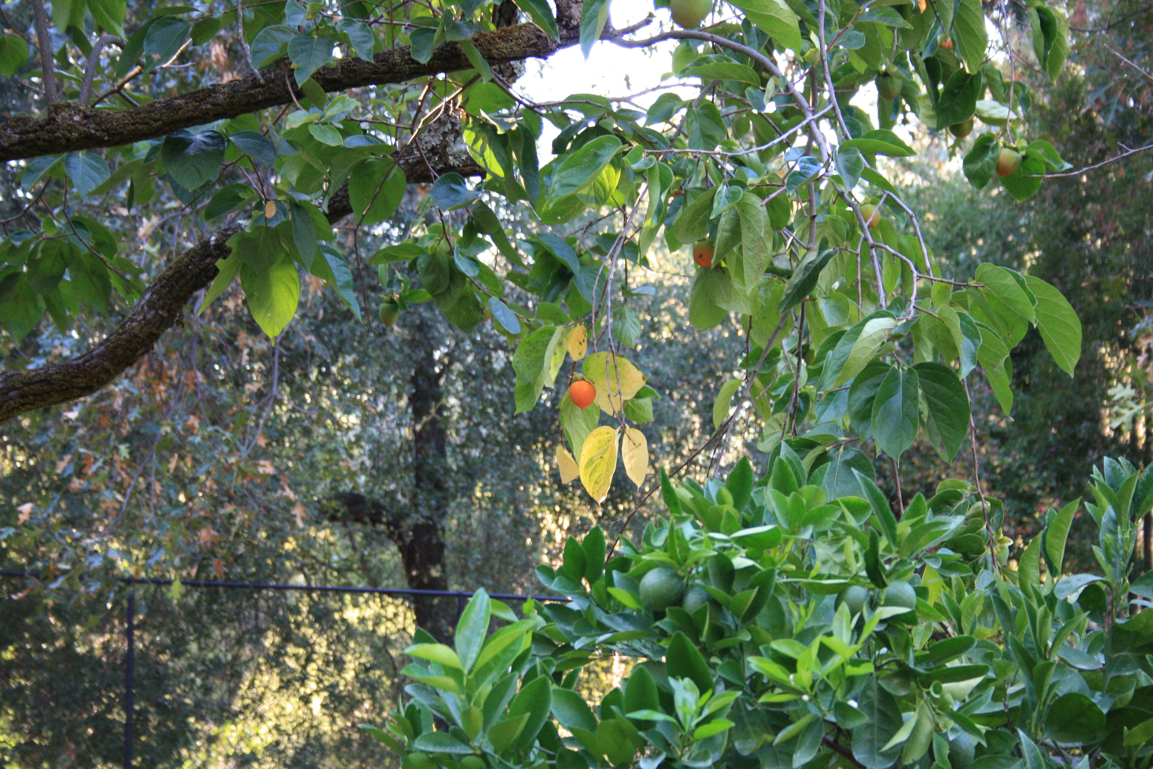 IMG_1125.JPG
