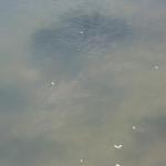 IMG_1733.JPG