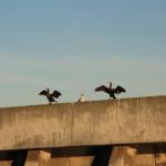 IMG_2516.JPG