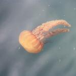 IMG_2689.JPG