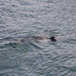 IMG_2706.JPG
