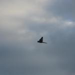 IMG_4313.JPG