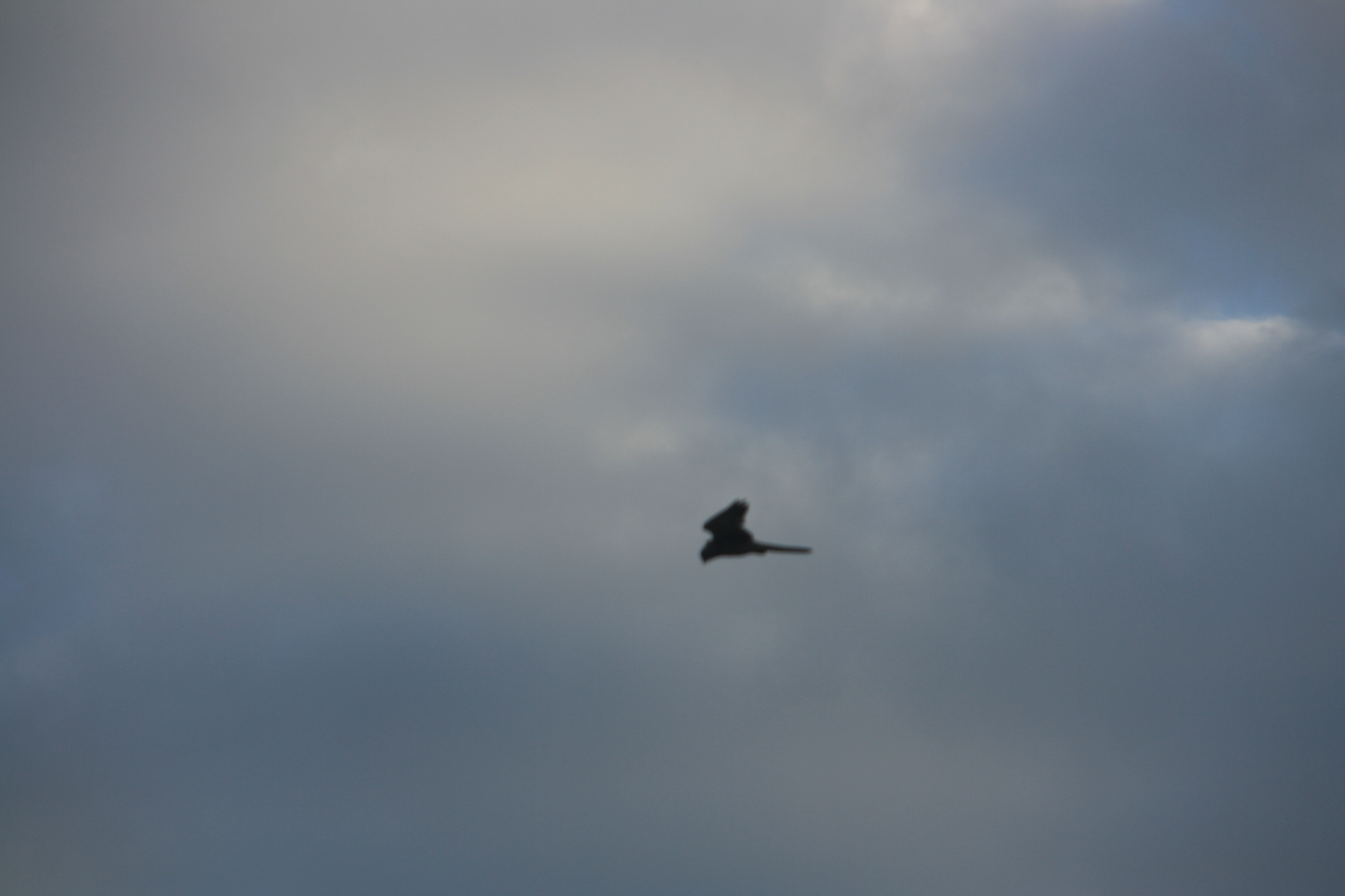 IMG_4314.JPG