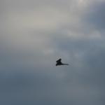 IMG_4314.JPG