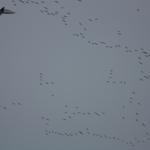 IMG_4957.JPG