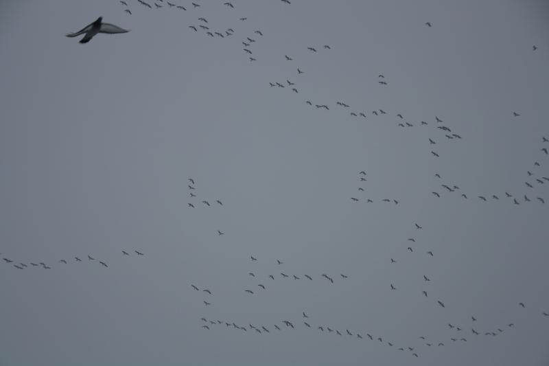 IMG_4957.JPG
