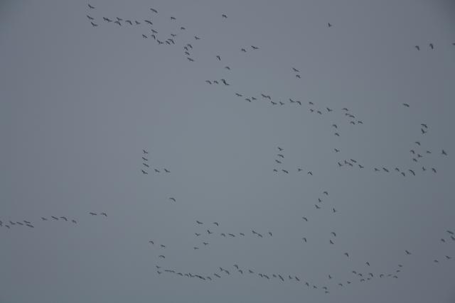 IMG_4958.JPG