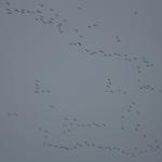 IMG_4958.JPG