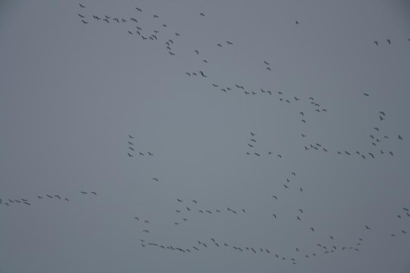 IMG_4958.JPG