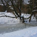 IMG_5259.JPG