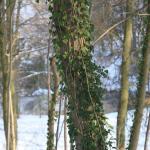 IMG_5286.JPG